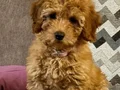 KAHVE TONLU MALTİPOO CİNSİ YAVRULAR 