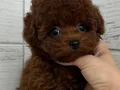 RED TOY POODLE SEVİMLİ YAVRULAR 