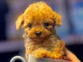 RED TOY POODLE SEVİMLİ YAVRULAR 