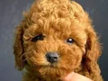 RED TOY POODLE SEVİMLİ YAVRULAR 