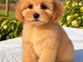 KAHVE TONLU MALTİPOO CİNSİ YAVRULAR 