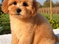 KAHVE TONLU MALTİPOO CİNSİ YAVRULAR 
