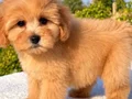 KAHVE TONLU MALTİPOO CİNSİ YAVRULAR 