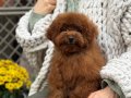 SEVİMLİ TOY POODLE YAVRUMUZ 