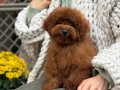 SEVİMLİ TOY POODLE YAVRUMUZ 