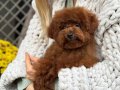 SEVİMLİ TOY POODLE YAVRUMUZ 
