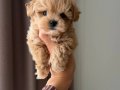 KAHVE TONLU MALTİPOO CİNSİ YAVRULAR 