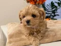 KAHVE TONLU MALTİPOO CİNSİ YAVRULAR 