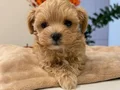 KAHVE TONLU MALTİPOO CİNSİ YAVRULAR 