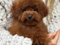 KIPKIRMIZI RED TOY POODLE SEVİMLİ YAVRULAR 