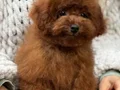 KIPKIRMIZI RED TOY POODLE SEVİMLİ YAVRULAR 