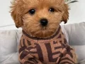 MALTİPOO CİNSİ YAVRULAR EV ÜRETİMİ 