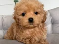 MALTİPOO CİNSİ YAVRULAR EV ÜRETİMİ 