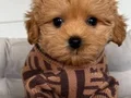 MALTİPOO CİNSİ YAVRULAR EV ÜRETİMİ 