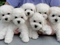 MALTESE TERRİER CİNSİ YAVRULAR 