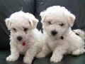 MALTESE TERRİER CİNSİ YAVRULAR 