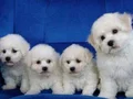 MALTESE TERRİER CİNSİ YAVRULAR 