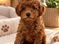 RED TOY POODLE SEVİMLİ YAVRULAR 