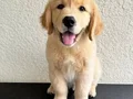 GOLDEN RETTİEVER KÜT BURUNLU 