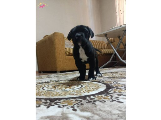 Sportif ve Vakur Kan Hattından Gelen Otoriter Cane Corso Yavrusu