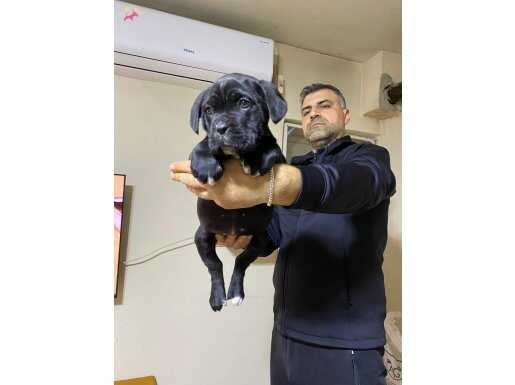 A Class Şecereli ve iri yapılı Cane Corso yavru 