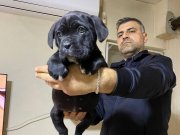 A Class Şecereli ve iri yapılı Cane Corso yavru 