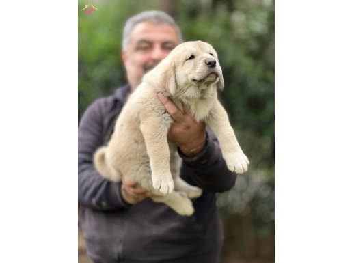 Soylu Kangal yavrularımız sahiplendirilecektir