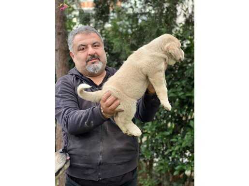 İri kemikli kalın porslu özel yavru 