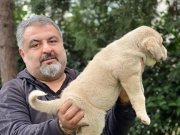 İri kemikli kalın porslu özel yavru 