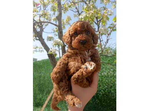 A kalite toy poddle yavrular