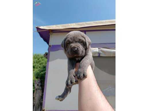 Cane corso dev yavruları