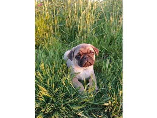 Pug mobs yavruları 