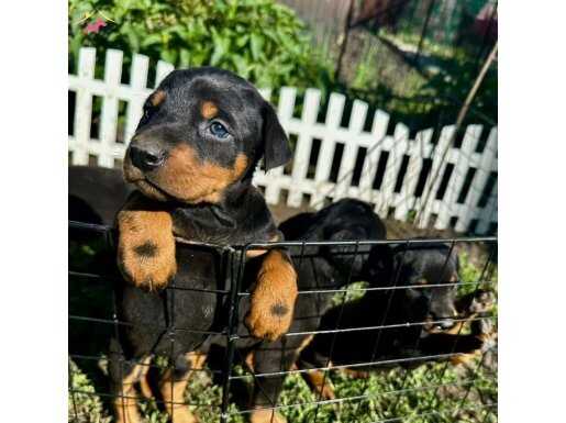 Kalite doberman yavrular