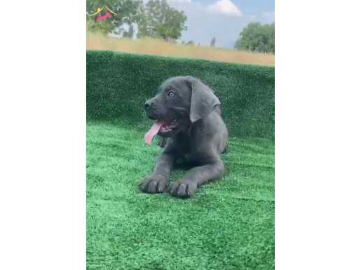 Dev cane corsa yavruları