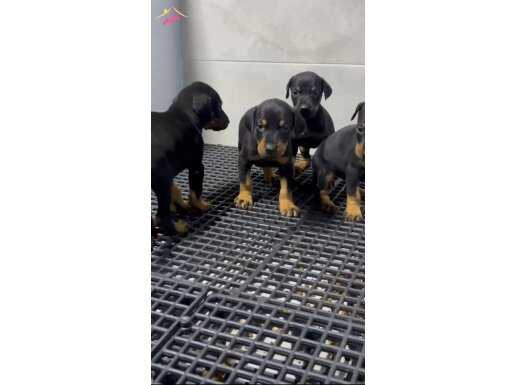 Orjinal doberman yavrular