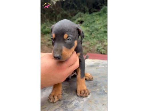 Doberman dişi erkek yavrular