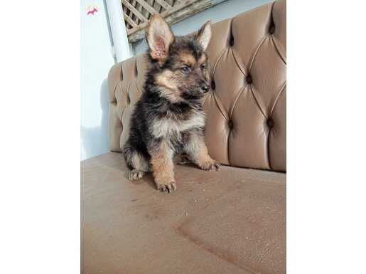 Bu kaliteyi kaçırmayın