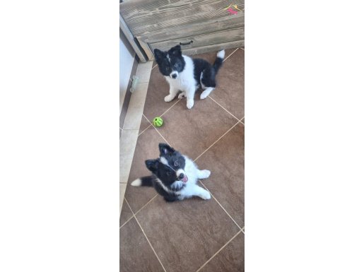 A kalite yavrular kaçırmayın