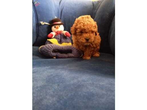 Sakın kaçırmayın bu rakama yok