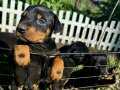 Kalite doberman yavrular