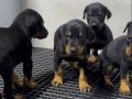 Orjinal doberman yavrular