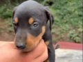 Doberman dişi erkek yavrular