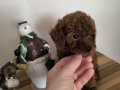 Orjinal Kore kanı taşıyan erkek poodle 