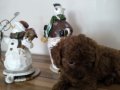 Orjinal Kore kanı taşıyan erkek poodle 
