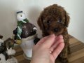 Orjinal Kore kanı taşıyan erkek poodle 