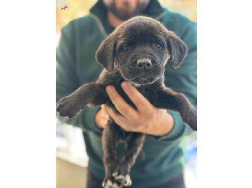 Cane corso yavruları