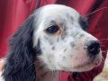 SAFKAN ENGLİSH SETTER