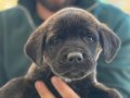 Cane corso yavruları