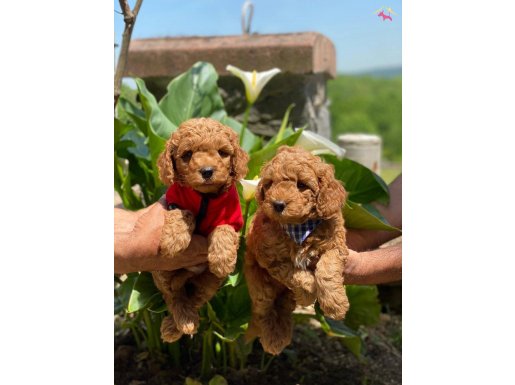 ANNE ALTINDAN TOY POODLE 