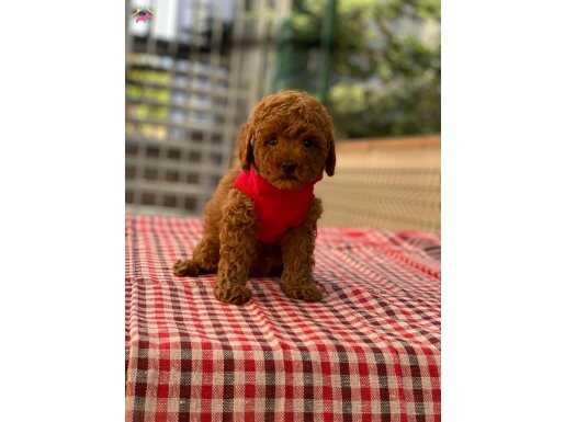 TOY POODLE ANNE ALTINDAN